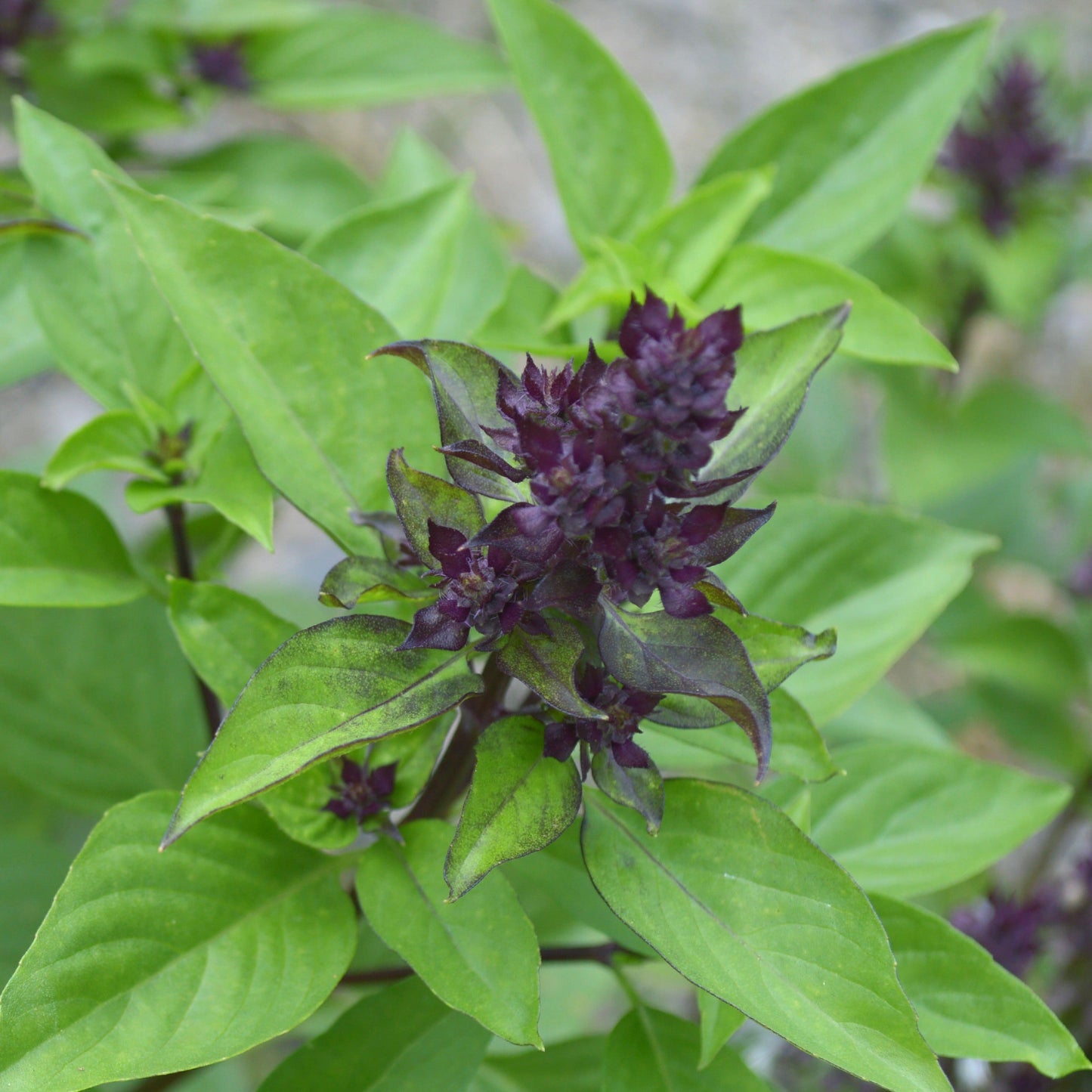 Basil, Thai (Ocimum basilicum thai)