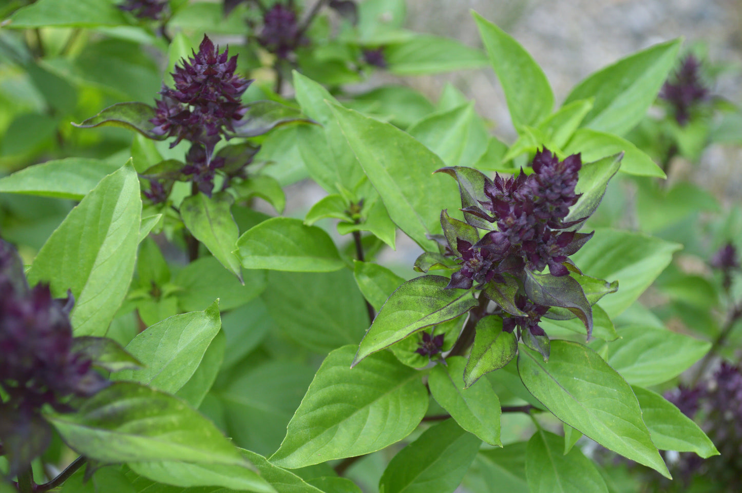 Basil, Thai (Ocimum basilicum thai)