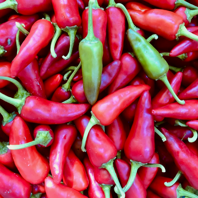 Thai Giant Pepper – Mother Earth News