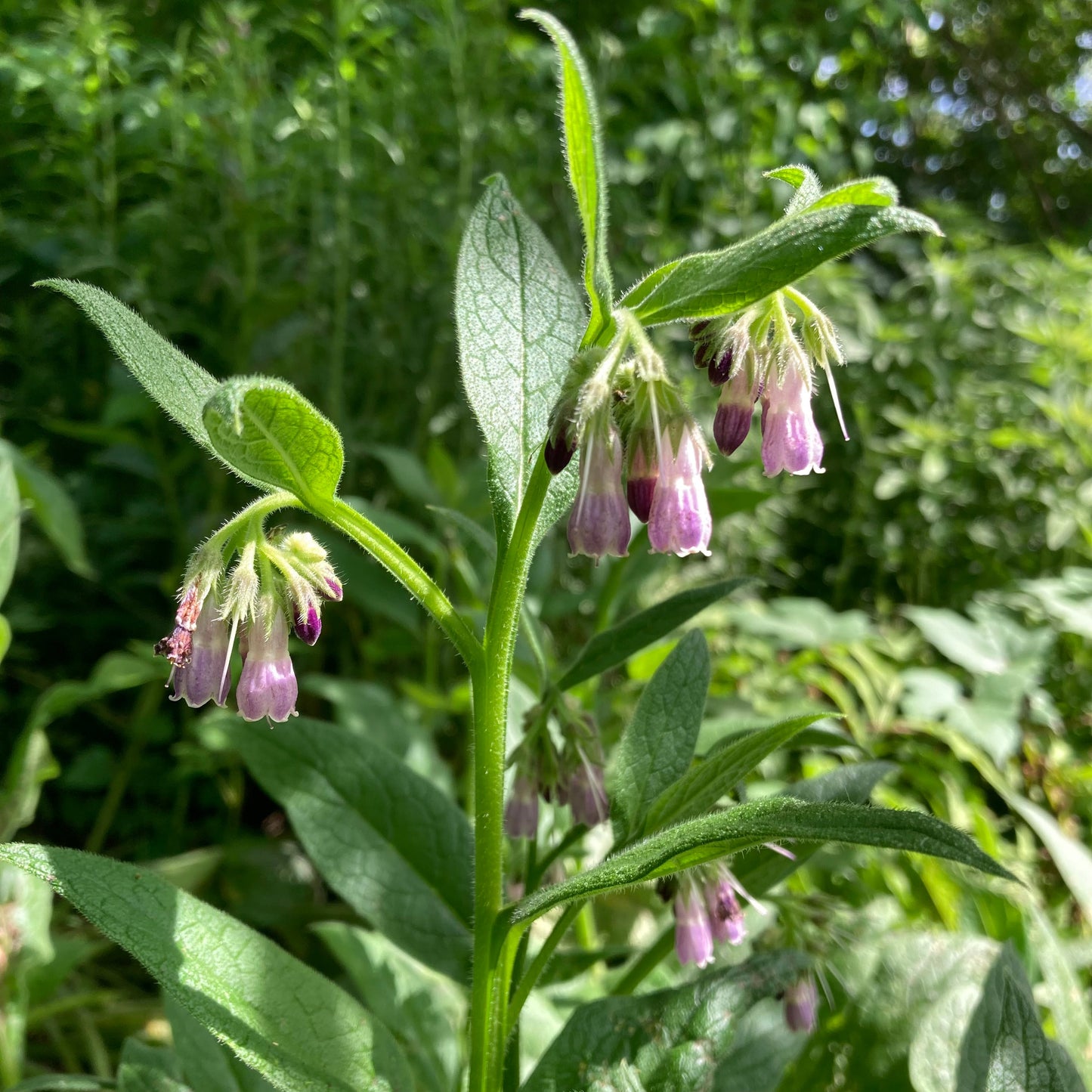 Comfrey, True (Symphytum officinale var. patens)