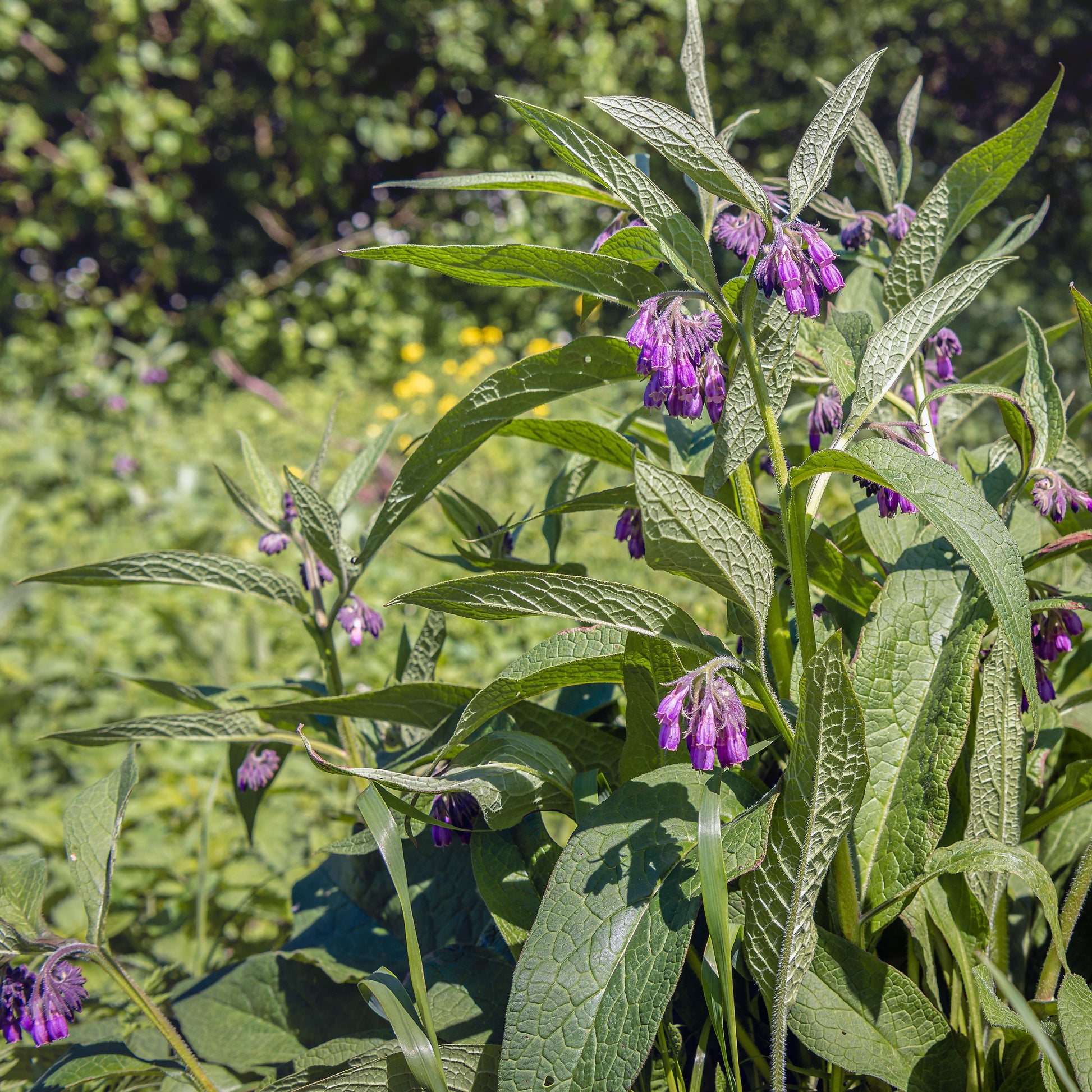 comfrey plant seeds Comfrey, True (Symphytum officinale var. patens) – Mother Earth News