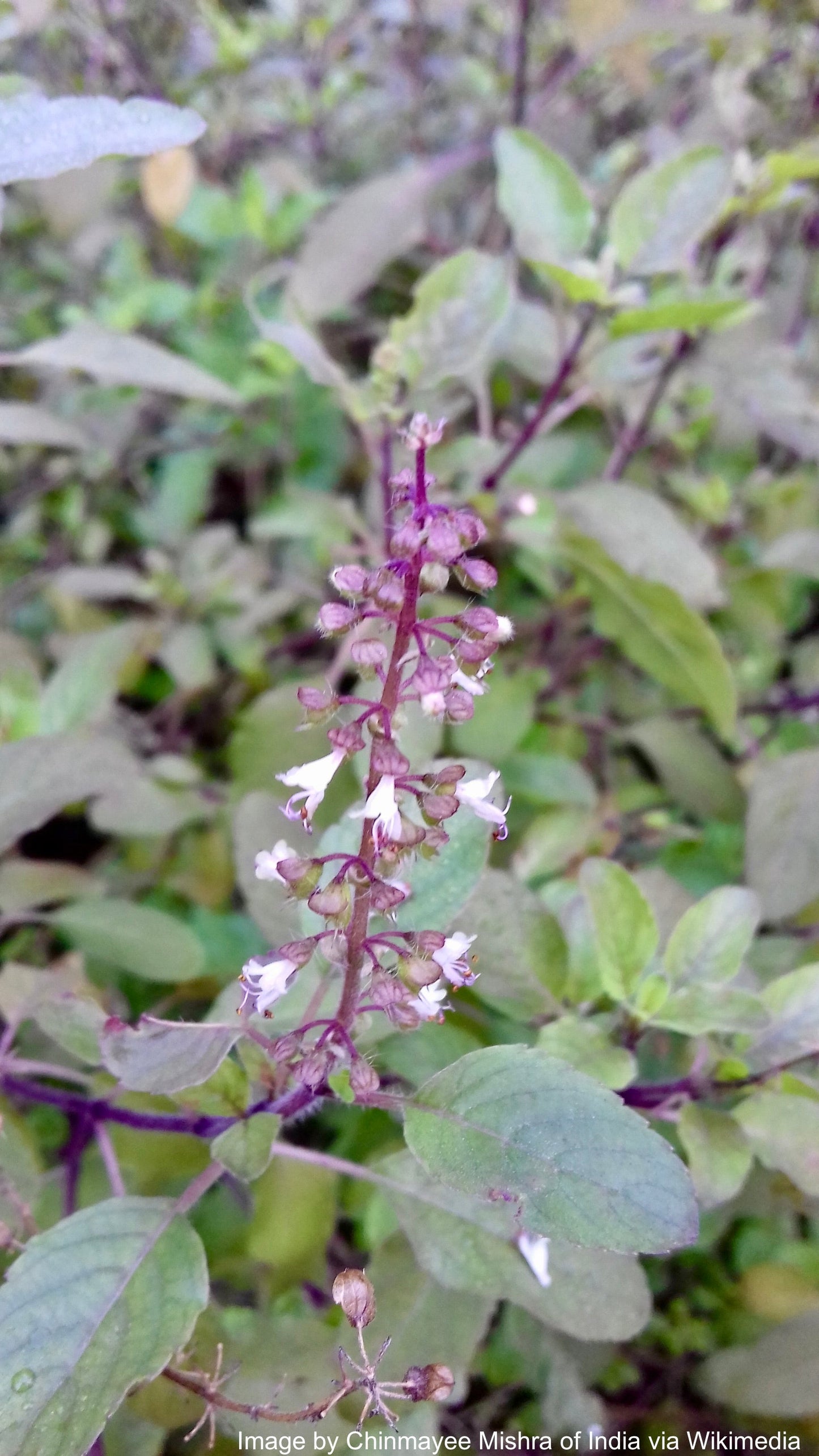 Tulsi, Rama aka Holy Basil (Ocimum tenuiflorum var. rama)
