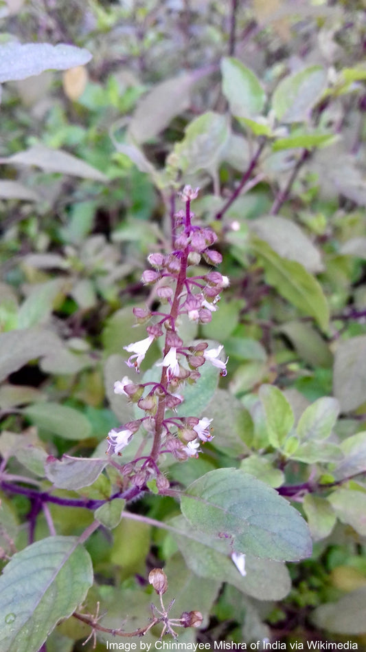 Tulsi, Rama aka Holy Basil (Ocimum tenuiflorum var. rama)