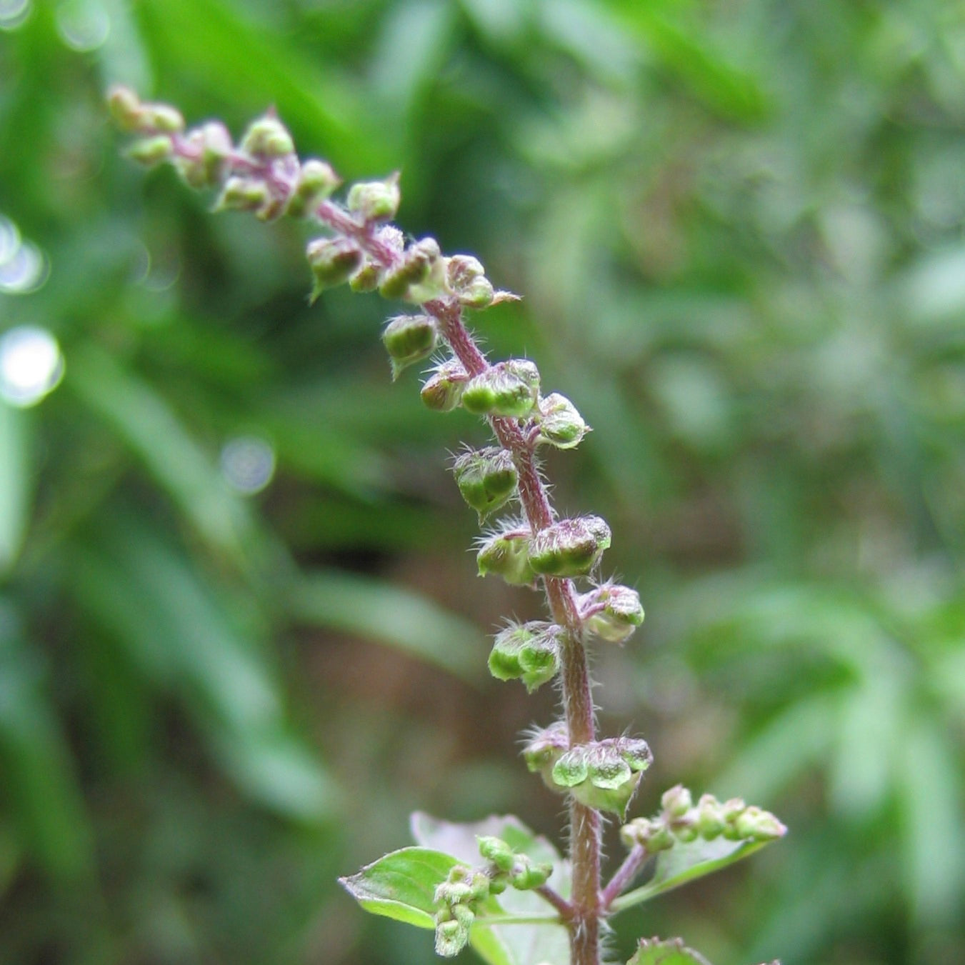 Tulsi, Rama aka Holy Basil (Ocimum tenuiflorum var. rama)