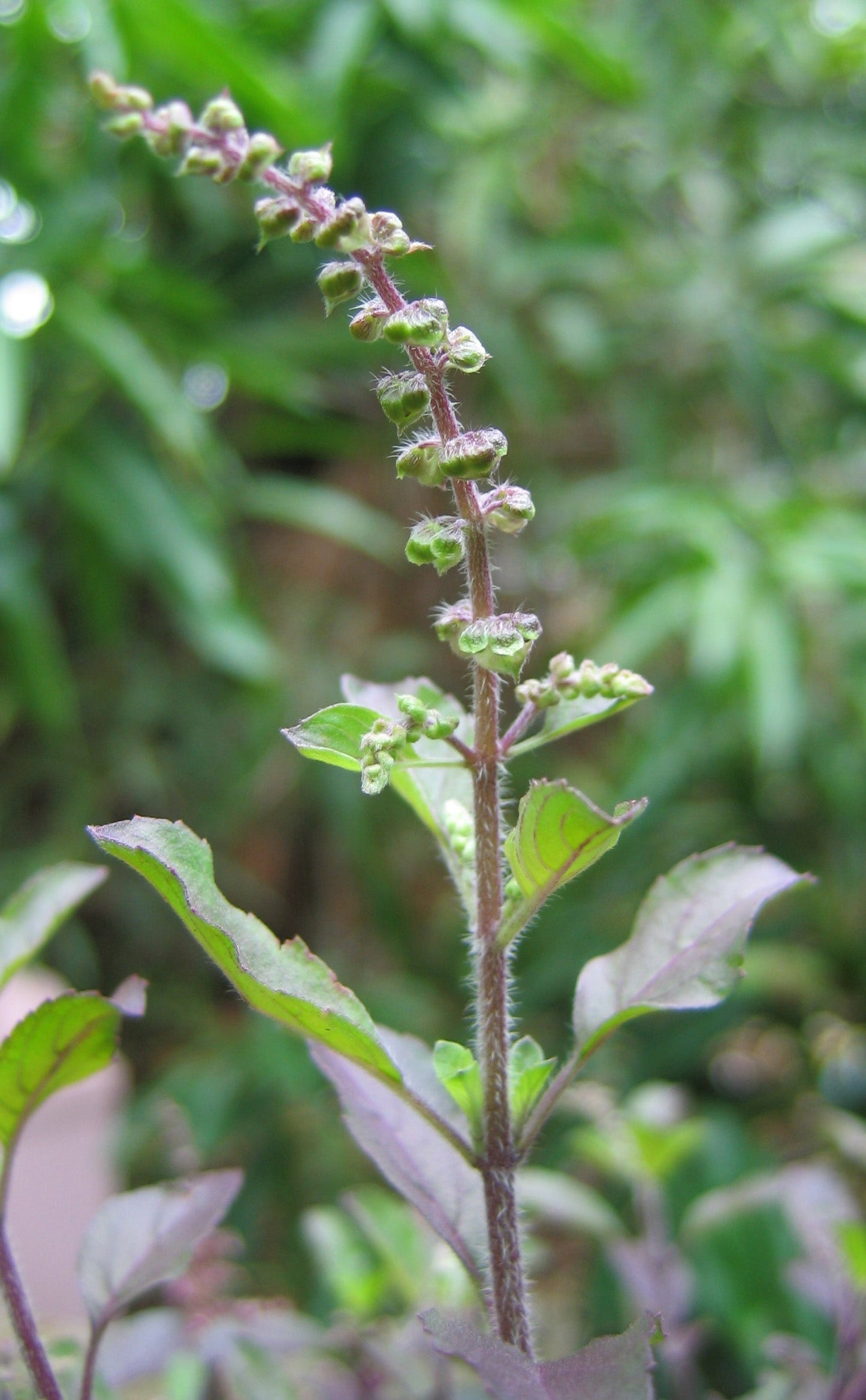 Tulsi, Rama aka Holy Basil (Ocimum tenuiflorum var. rama)