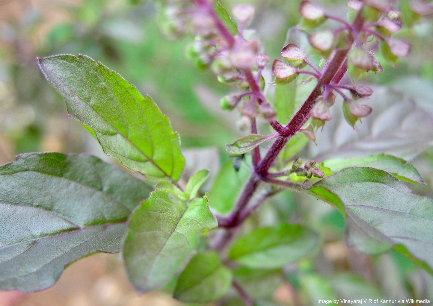 Tulsi, Rama aka Holy Basil (Ocimum tenuiflorum var. rama)