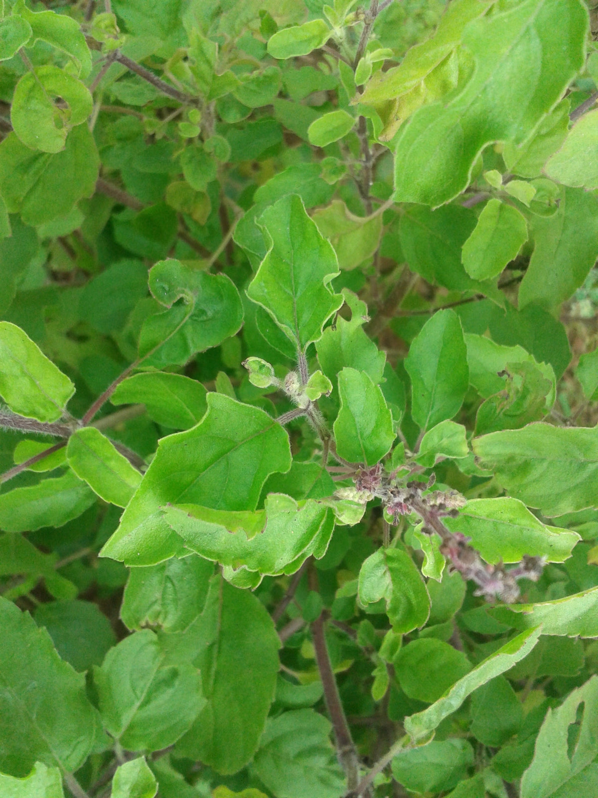 Tulis Rama Rama Tulsi, Rama aka Holy Basil (Ocimum tenuiflorum var. rama) – Mother ...