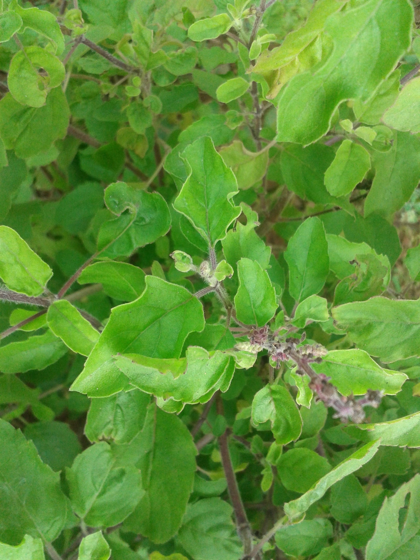 Tulsi, Rama aka Holy Basil (Ocimum tenuiflorum var. rama)