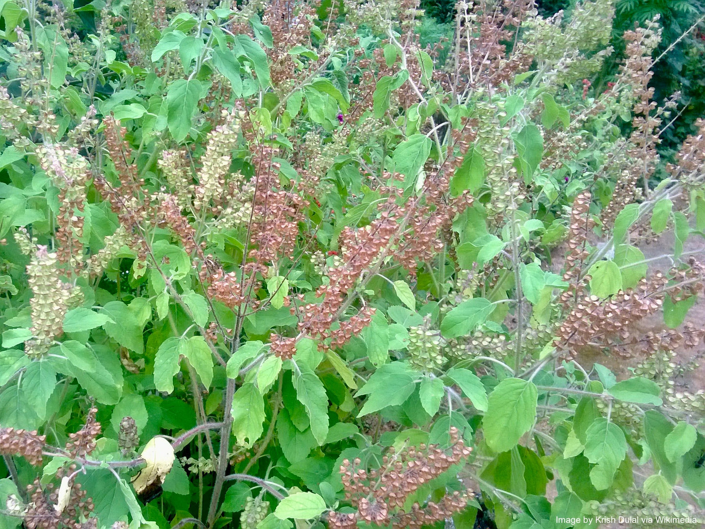Tulsi, Vana aka Holy Basil (Ocimum tenuiflorum var. vana)