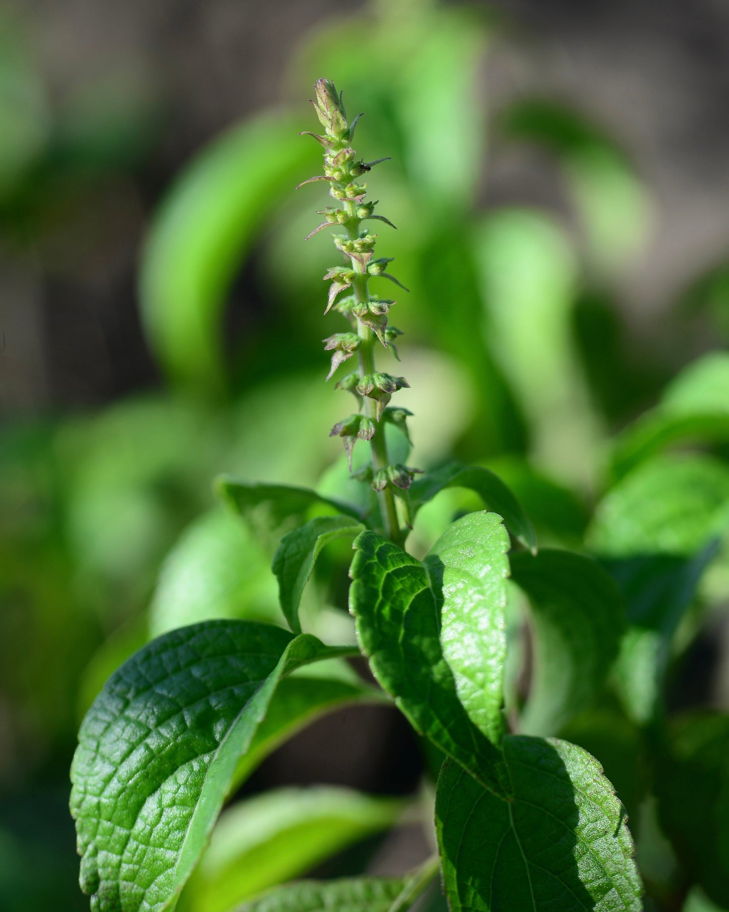 Tulsi, Vana aka Holy Basil (Ocimum tenuiflorum var. vana)