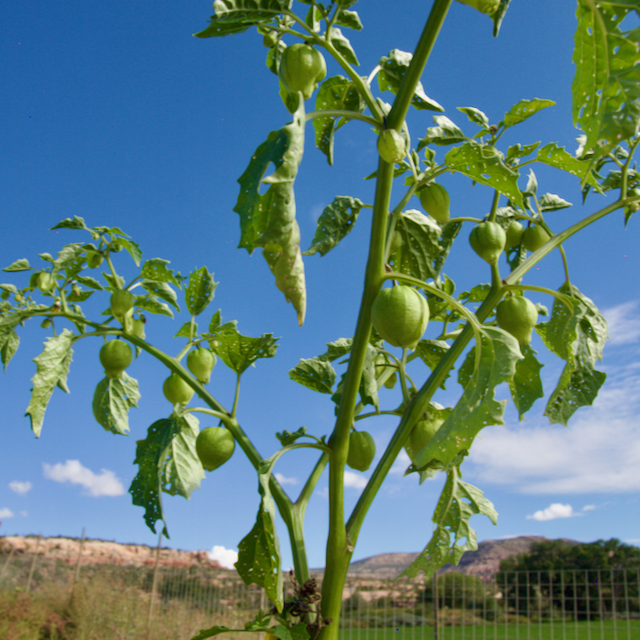 Tomatillo Verde