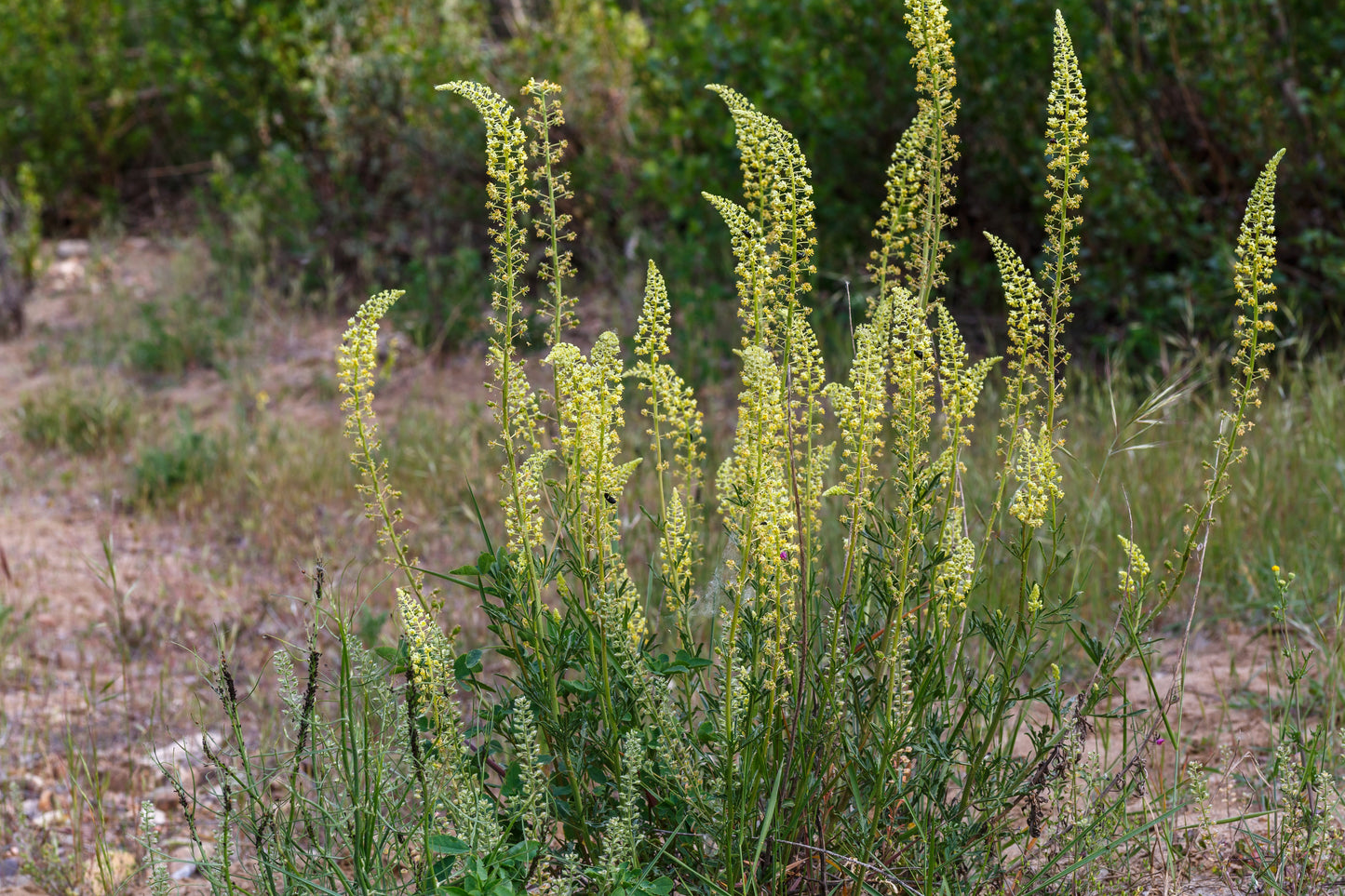 Weld aka Dyer's Rocket (Reseda luteola)