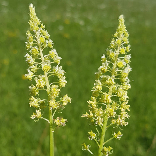 Weld aka Dyer's Rocket (Reseda luteola)