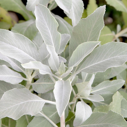 Sage, White (Salvia apiana)