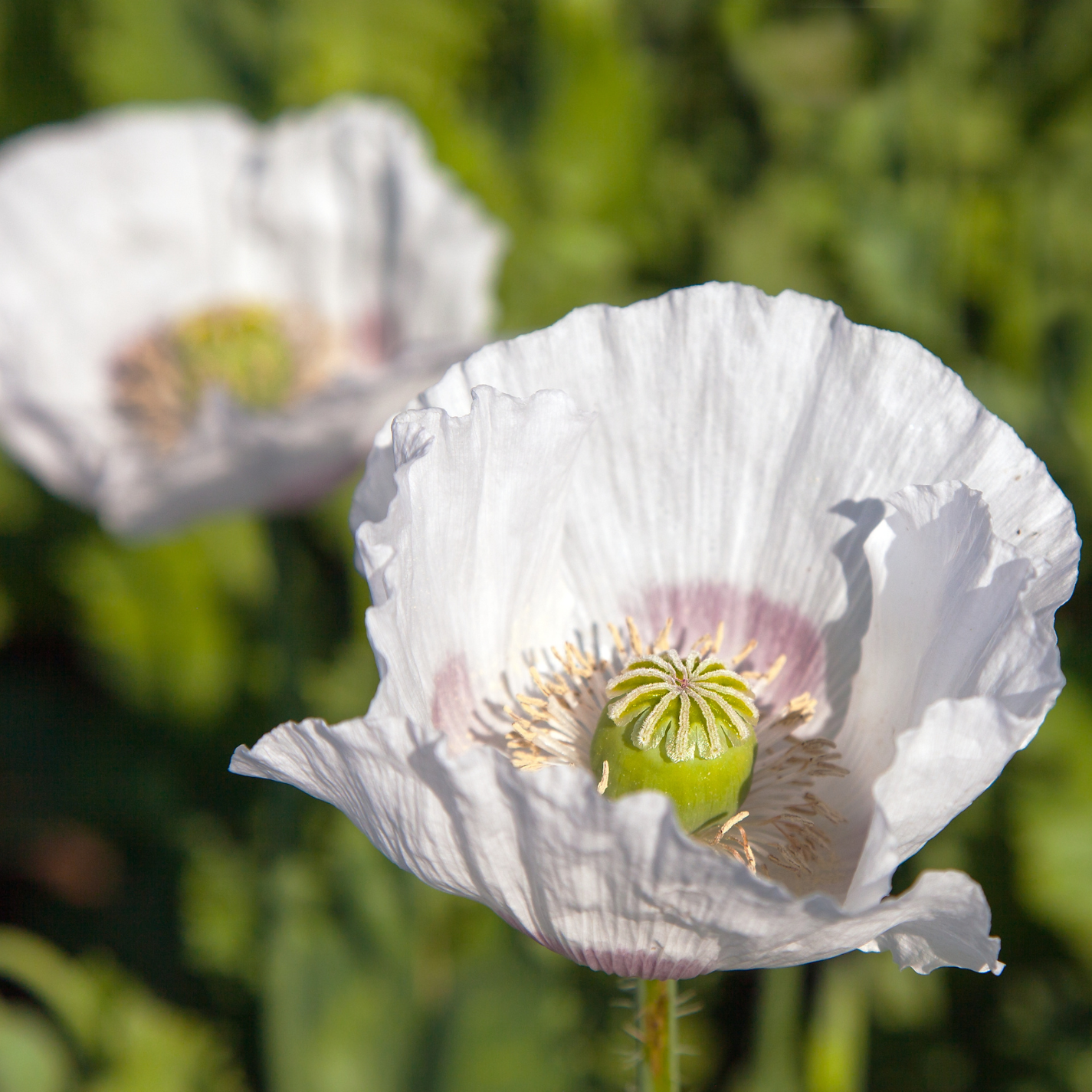 Giant White Poppy – Mother Earth News