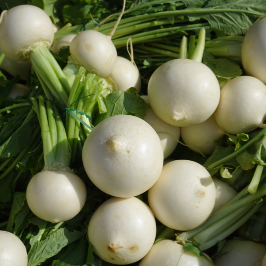 White Egg Turnip