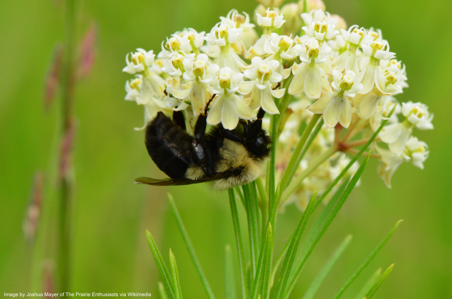Milkweed, Whorled (Asclepias verticillata)
