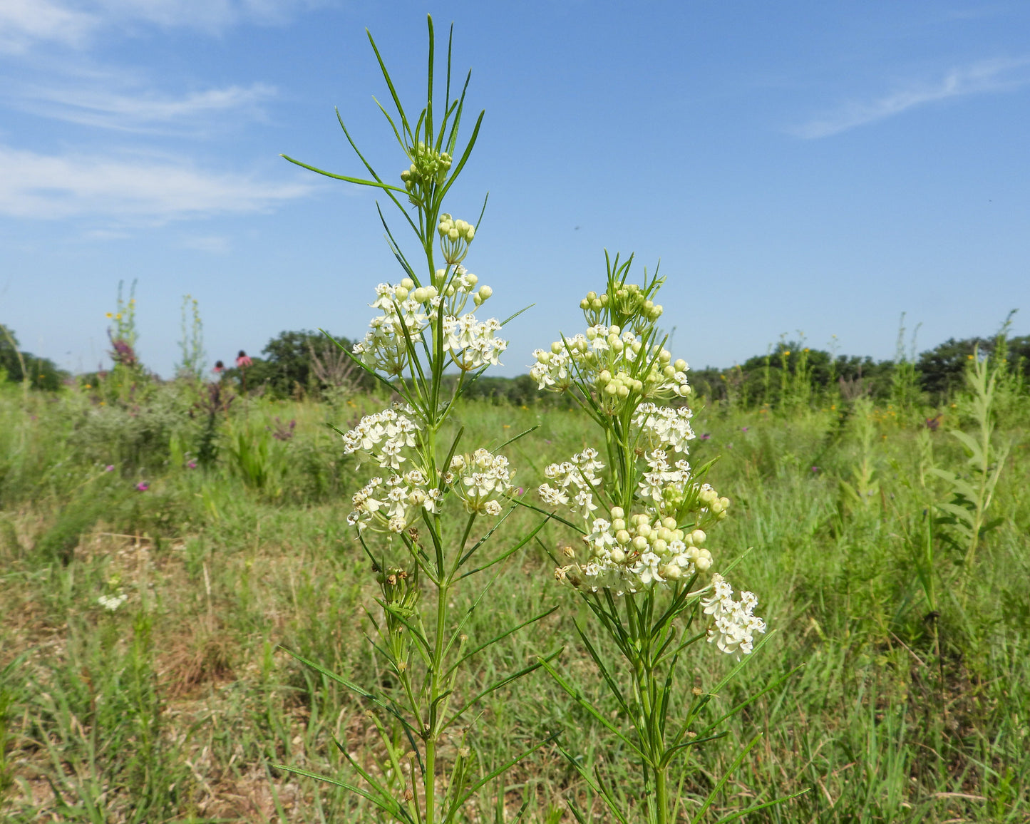Milkweed, Whorled (Asclepias verticillata)