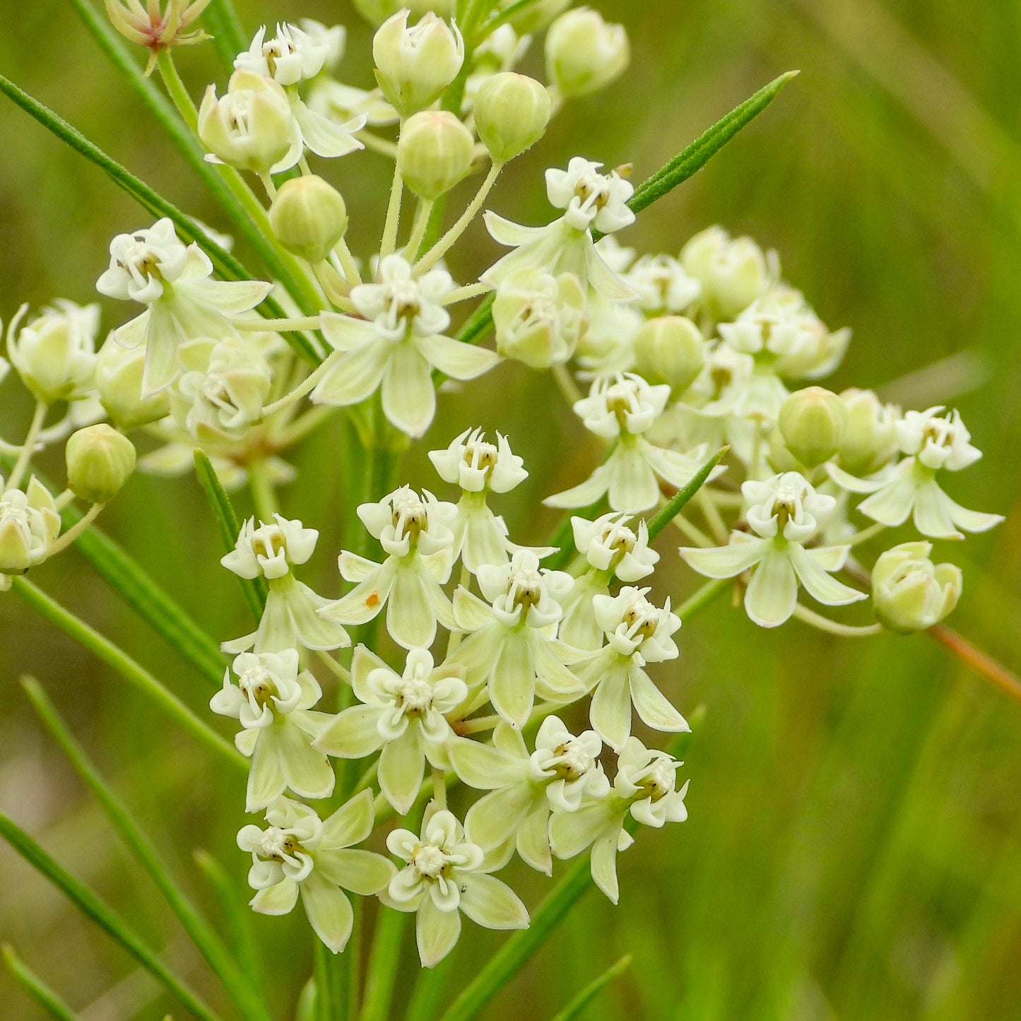 Milkweed, Whorled (Asclepias verticillata)