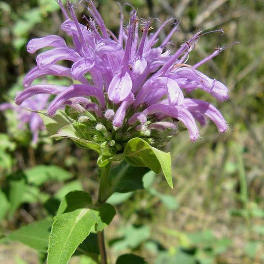 Bee Balm (Wild Bergamot)