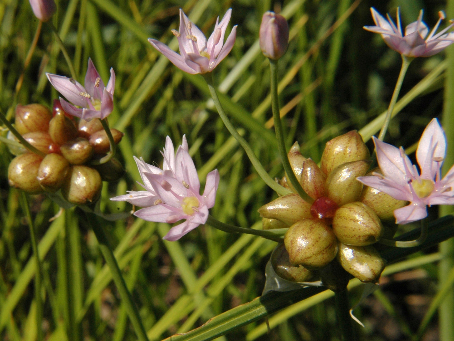 Garlic, Wild (Allium canadense)