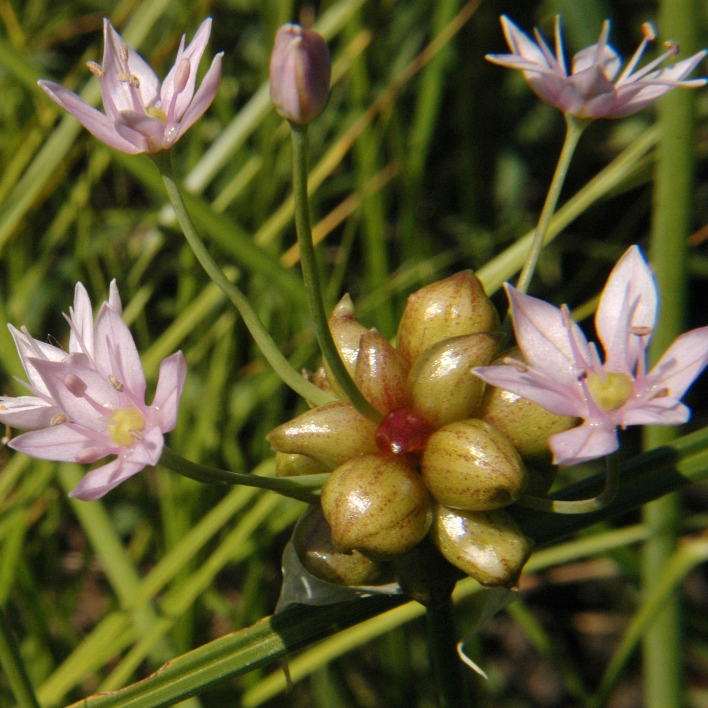 Garlic, Wild (Allium canadense)