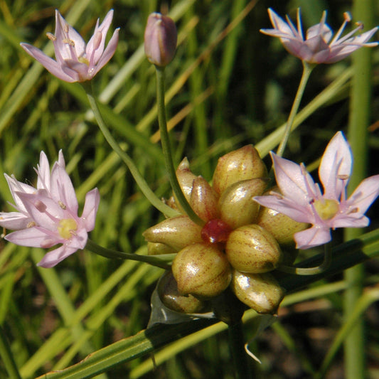 Garlic, Wild (Allium canadense)
