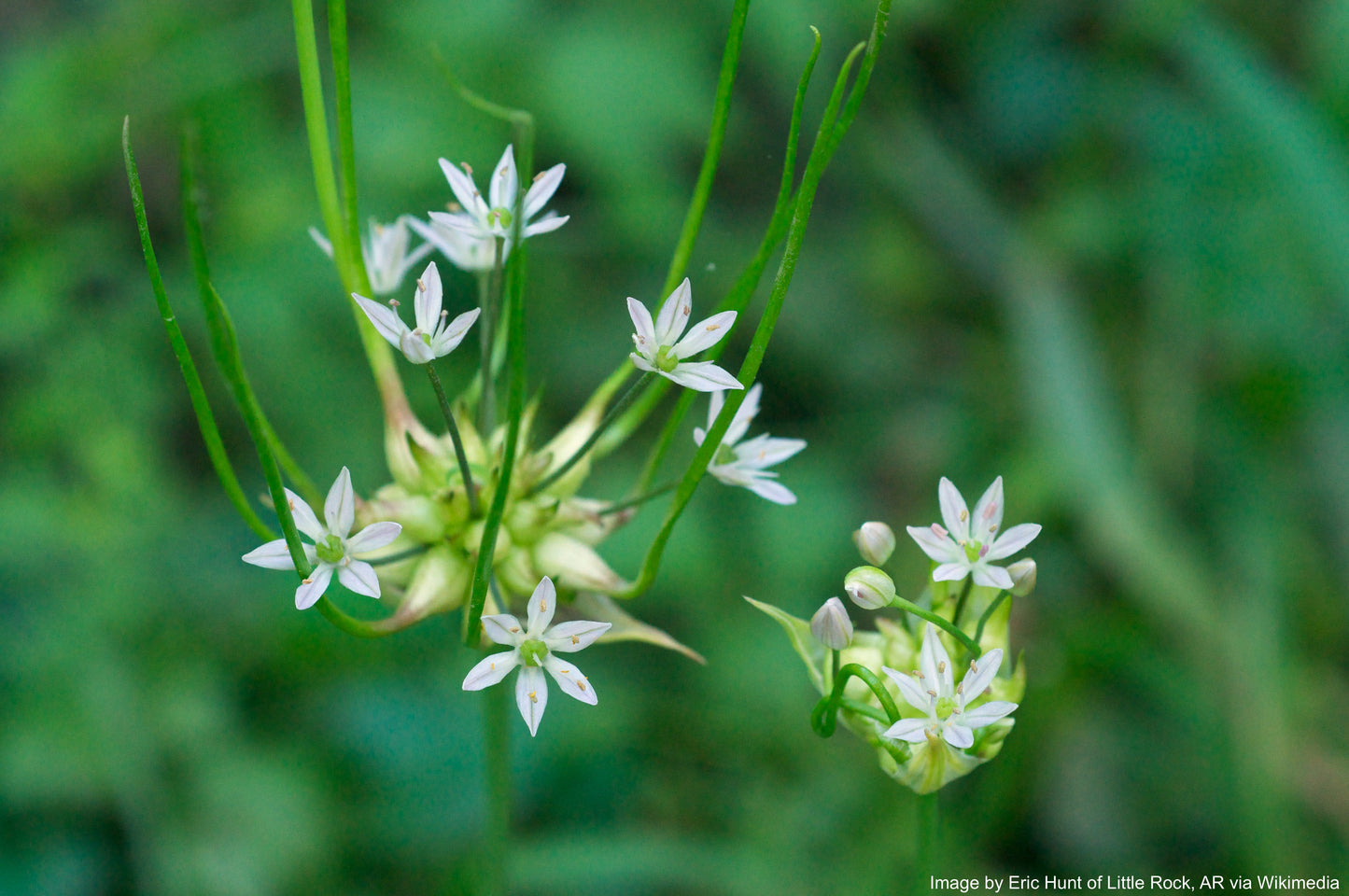 Garlic, Wild (Allium canadense)