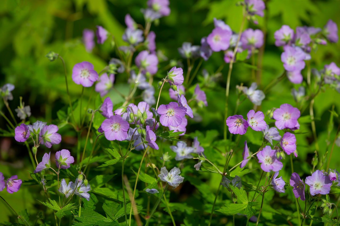 Geranium, Wild (Geranium maculatum)
