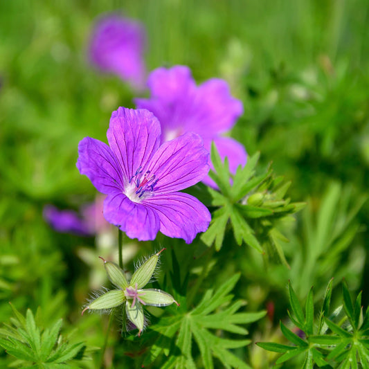 Geranium, Wild (Geranium maculatum)
