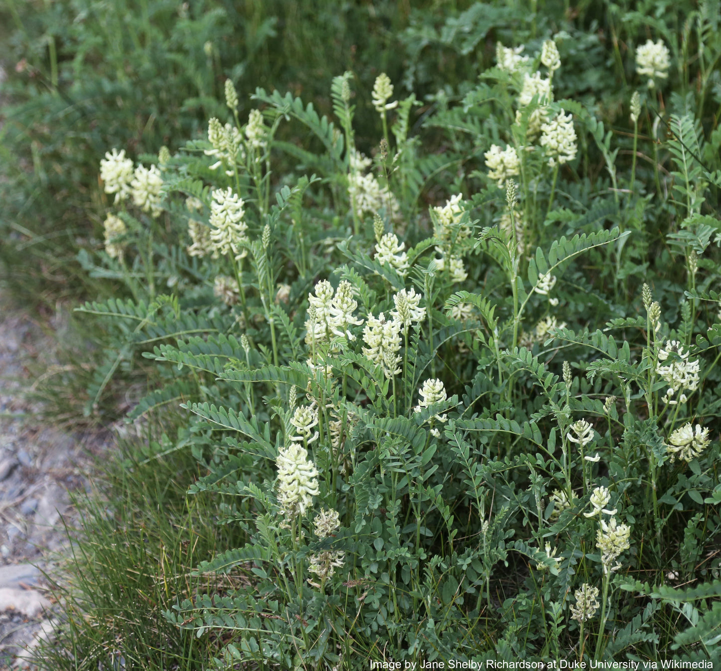 Licorice, Wild (Glycyrrhiza lepidota)