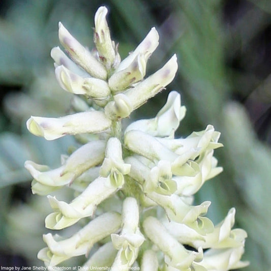 Licorice, Wild (Glycyrrhiza lepidota)