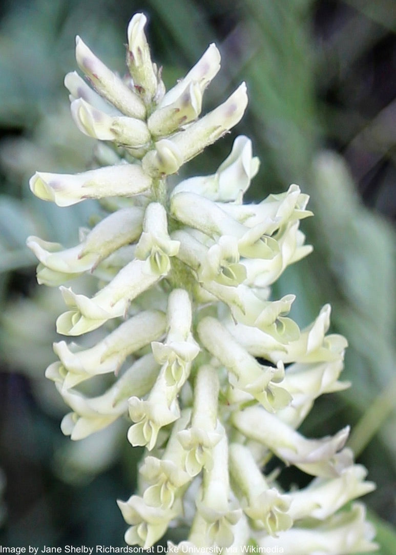 Licorice, Wild (Glycyrrhiza lepidota)