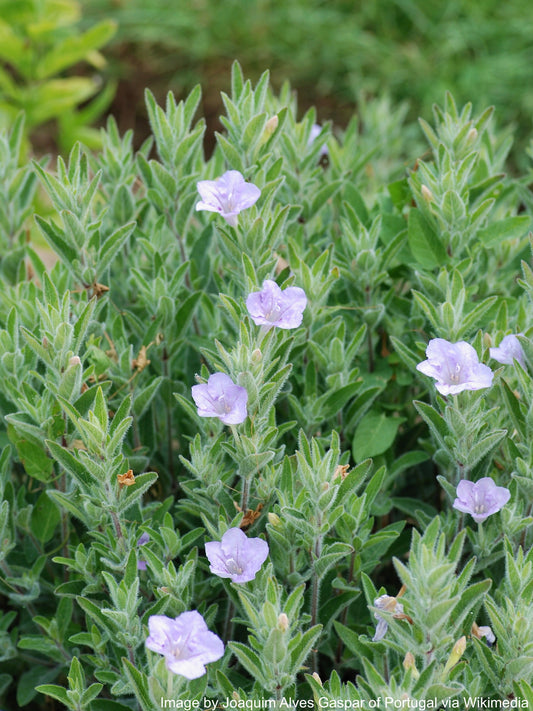 Petunia, Wild (Ruellia humilis)