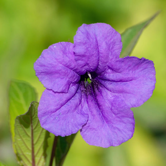 Petunia, Wild (Ruellia humilis)