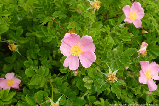 Rose, Wild Prairie (Rosa arkansana)