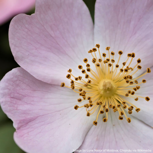 Rose, Wild Prairie (Rosa arkansana)
