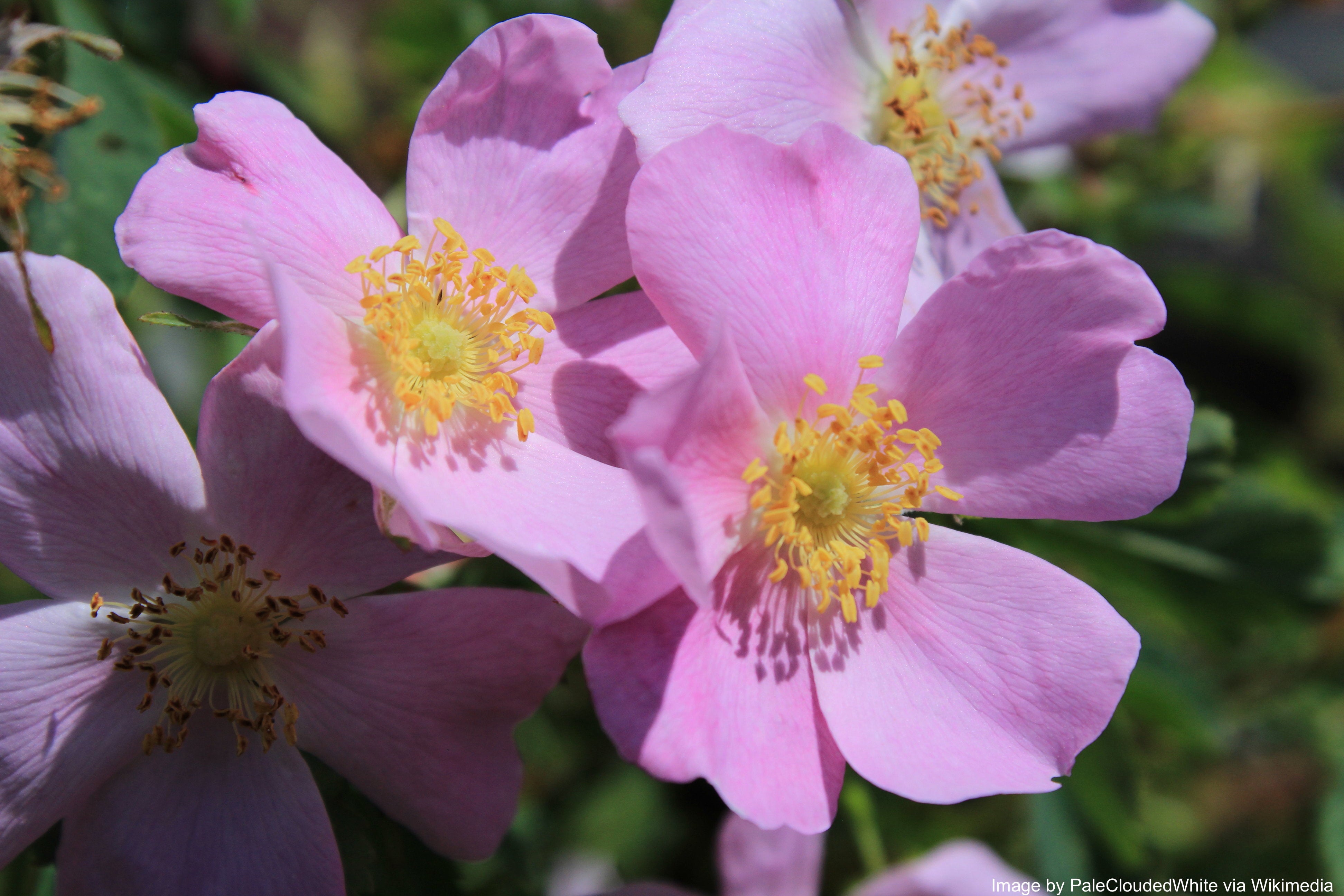 Rose, Wild Prairie (Rosa arkansana) – Mother Earth News