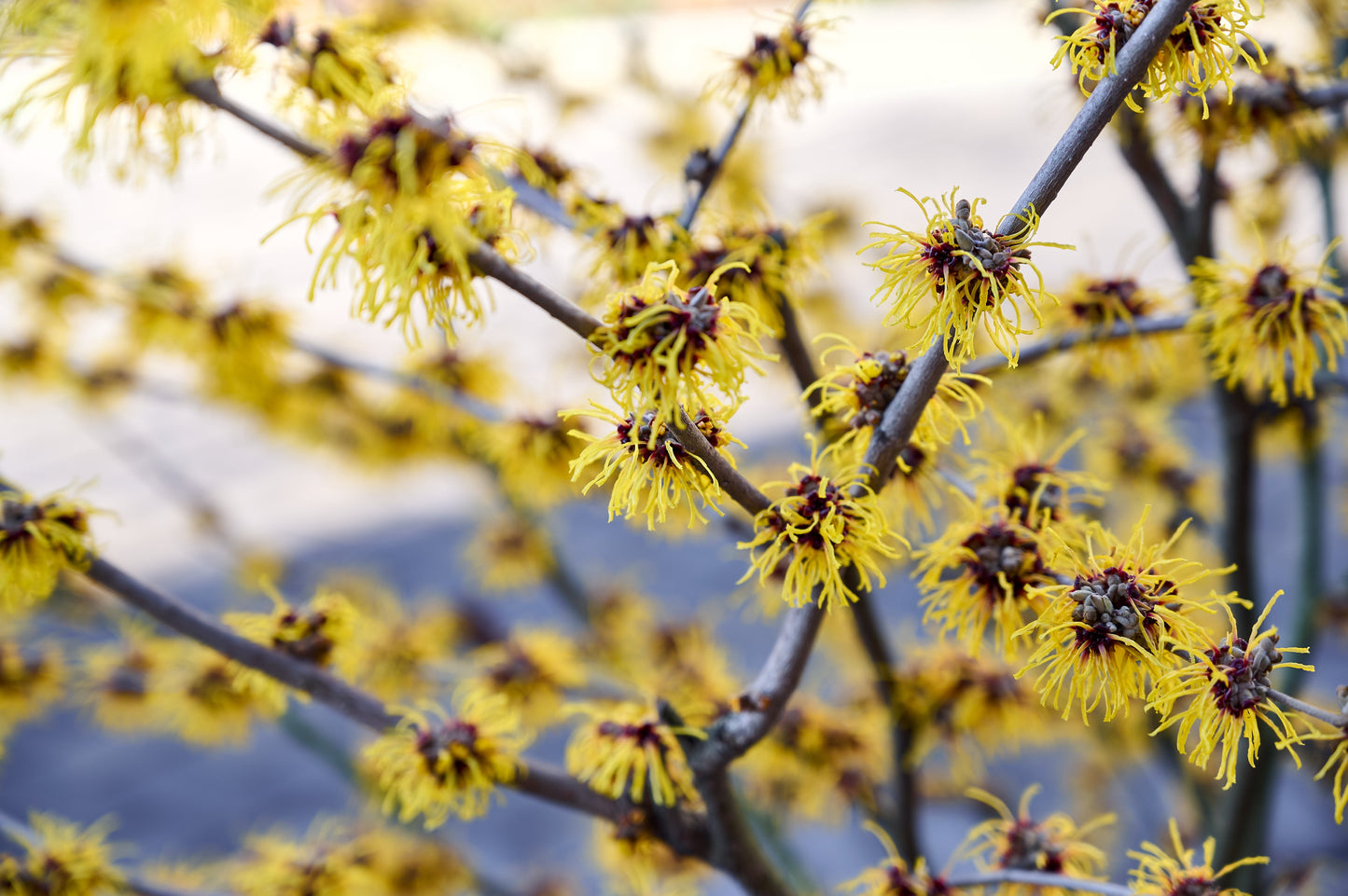 Witch Hazel (Hamamelis virginiana)