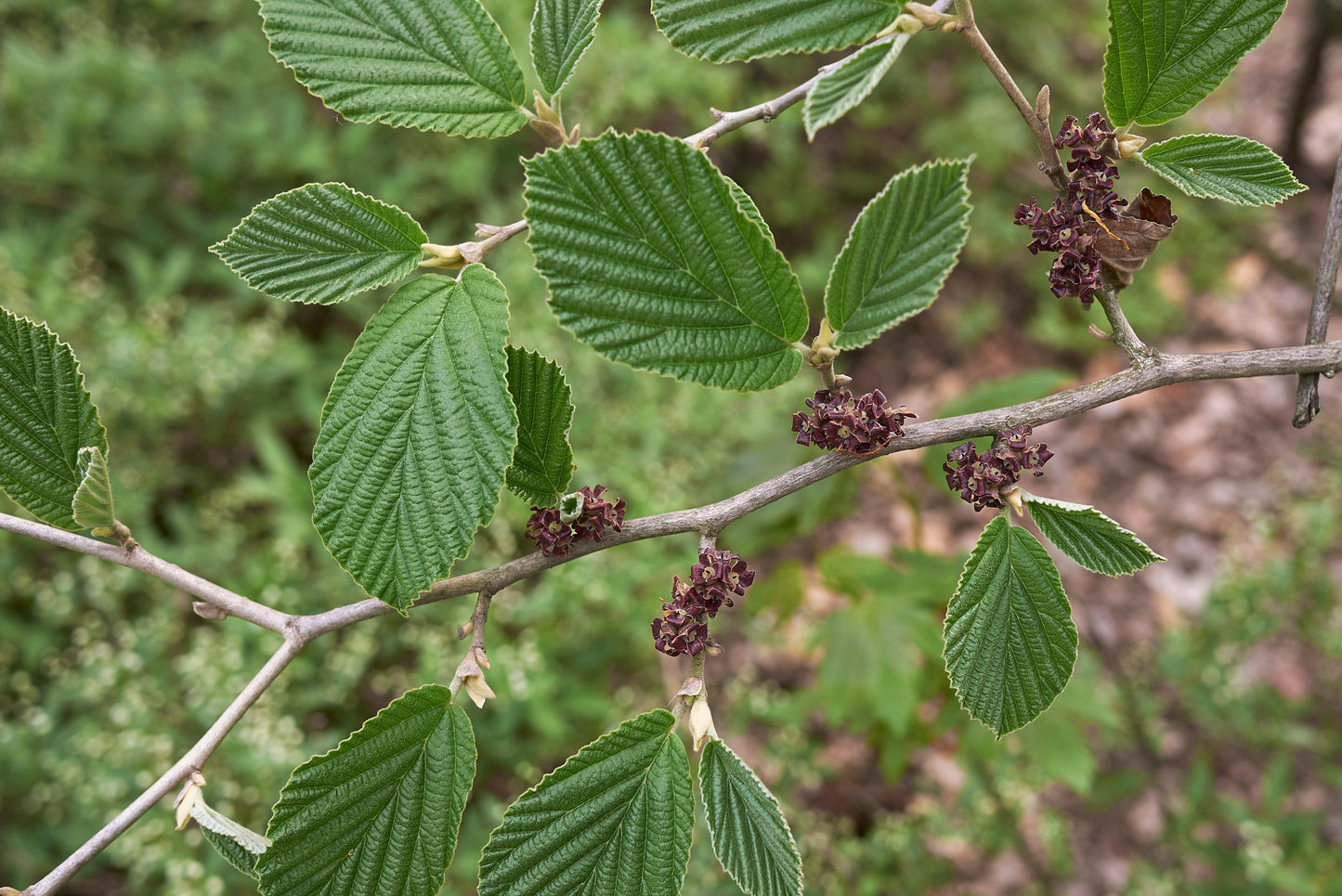 Witch Hazel (Hamamelis virginiana)