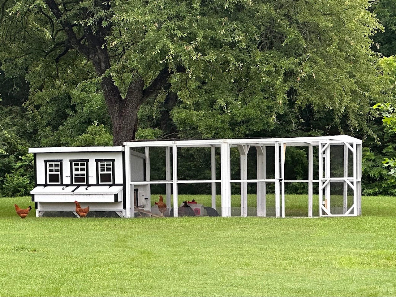 XL Chicken Coop — Up to 20 Chickens