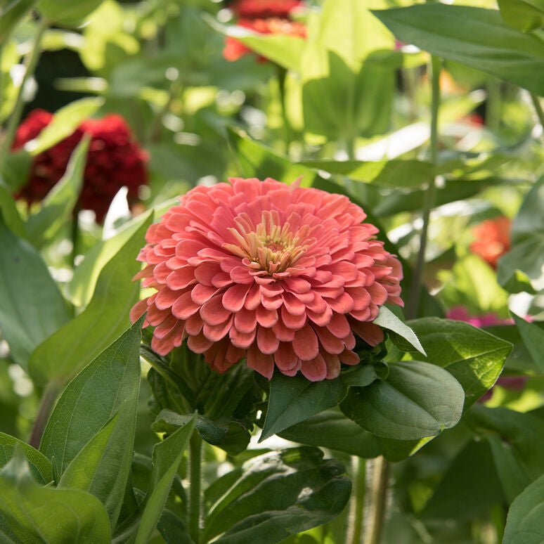 Zany for Zinnias — Our Grow Kit Gift Box with Zinnias