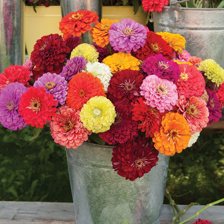 Zany for Zinnias — Our Grow Kit Gift Box with Zinnias