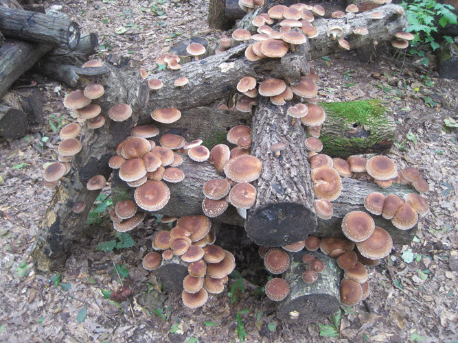 SHIITAKE PLUG SPAWN