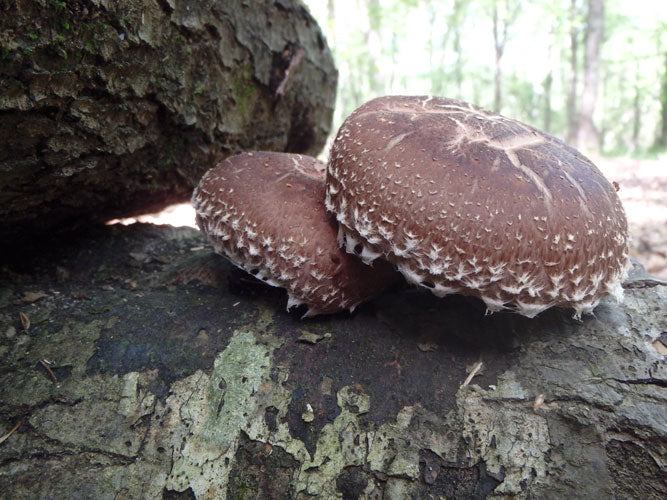 SHIITAKE PLUG SPAWN