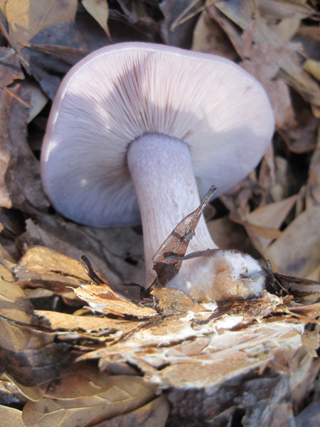 BLEWIT SAWDUST SPAWN