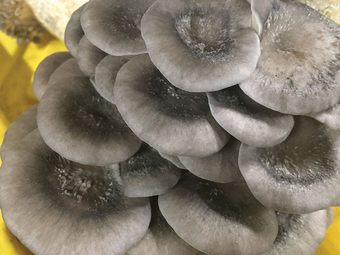 OYSTER MUSHROOM FRUITING KIT