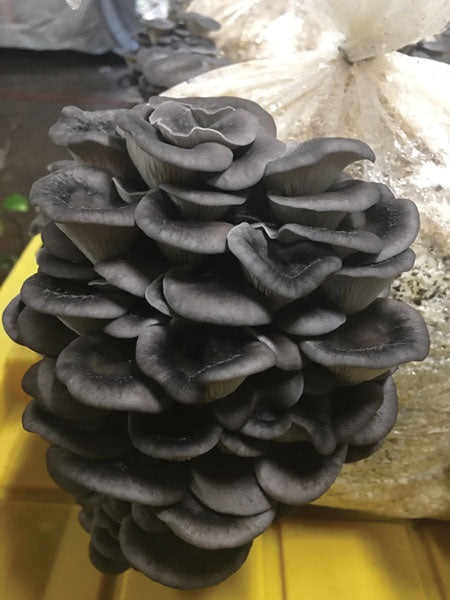 OYSTER MUSHROOM FRUITING KIT