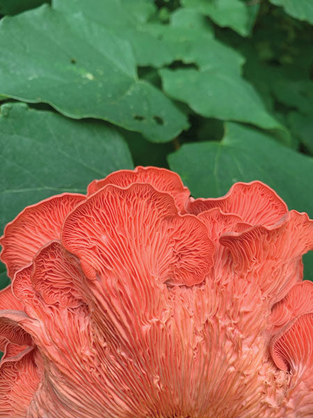 OYSTER MUSHROOM FRUITING KIT