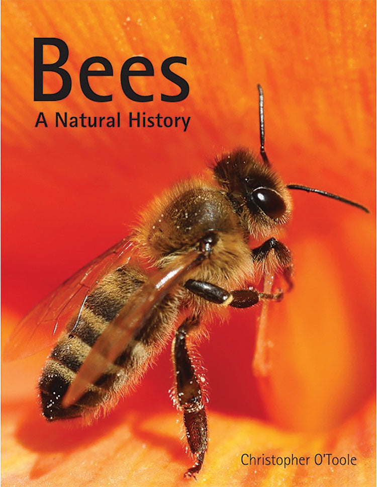 Bees Origin Bees: A Natural History – Mother Earth News